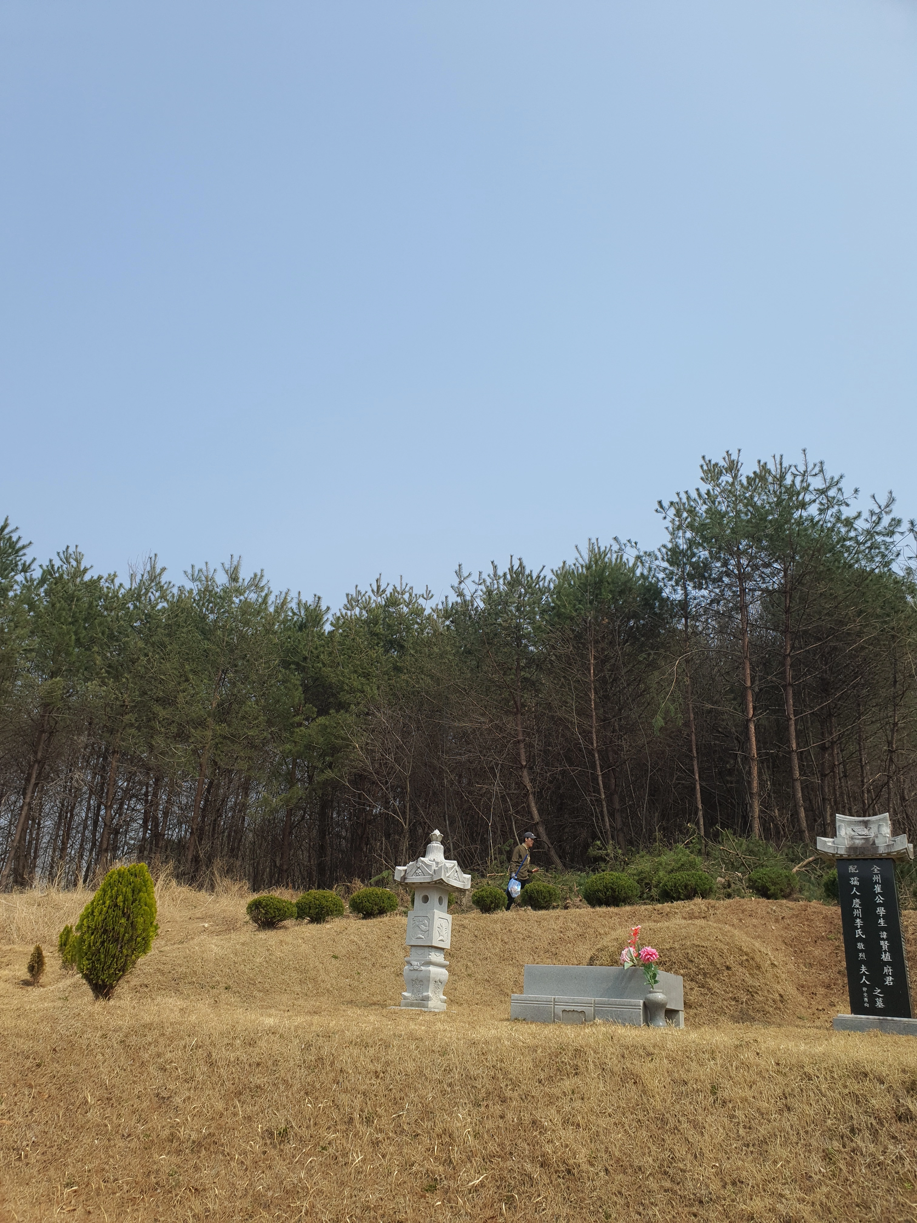서울 강남 논현동 가지치기 — 위험 가지 제거 후 안전 확보 완료