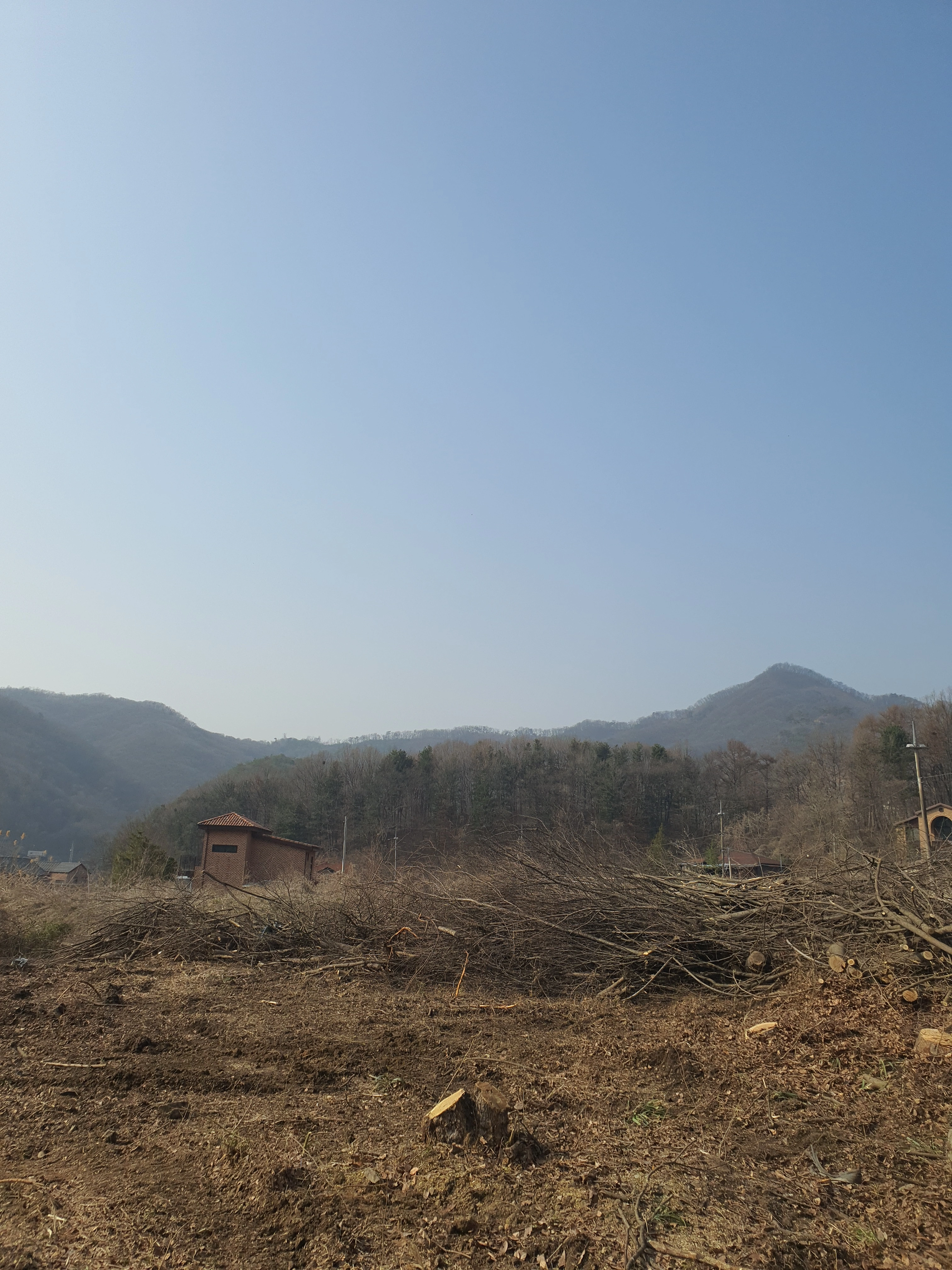 서울 강남 삼성동 수목 관리 — 정기 전지 완료 후 균형 잡힌 수형