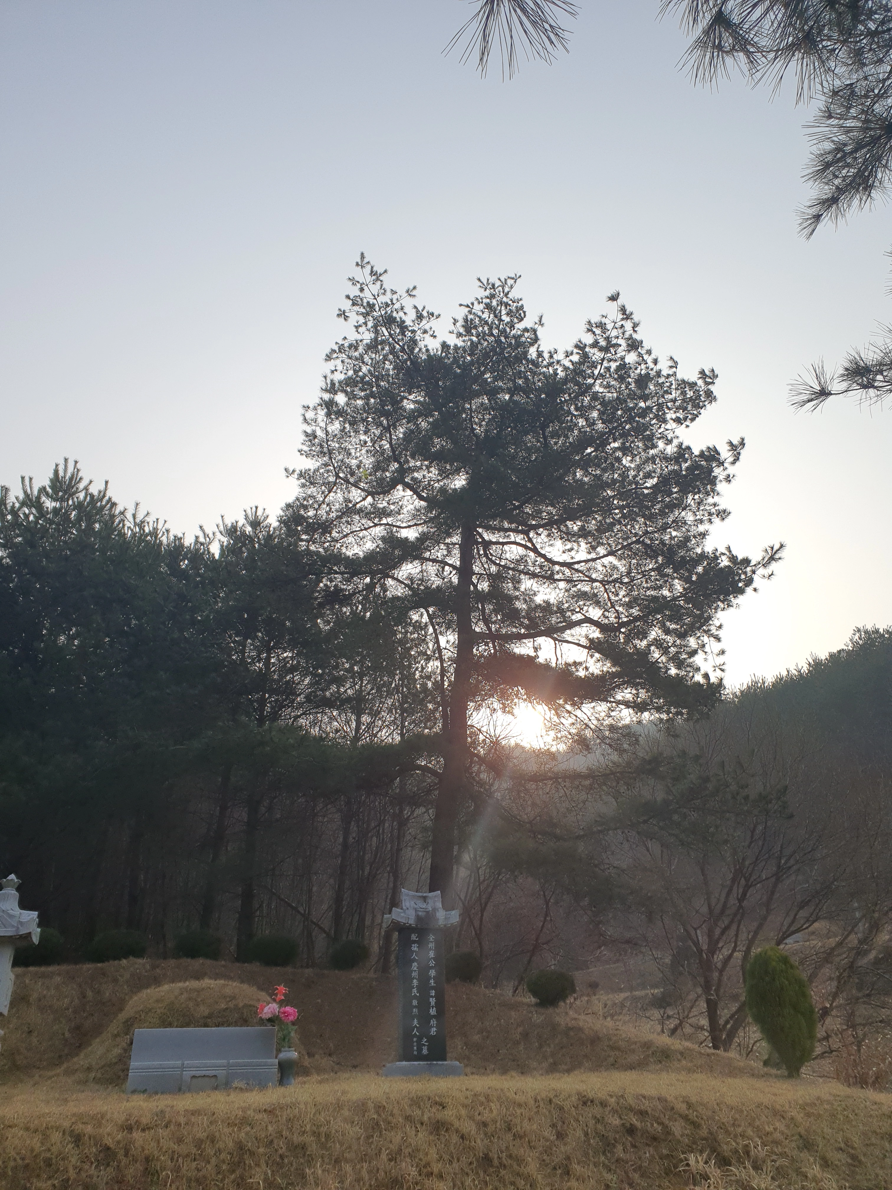 서울 강남 논현동 가지치기 — 건물 방향으로 뻗은 위험 가지 시공 전