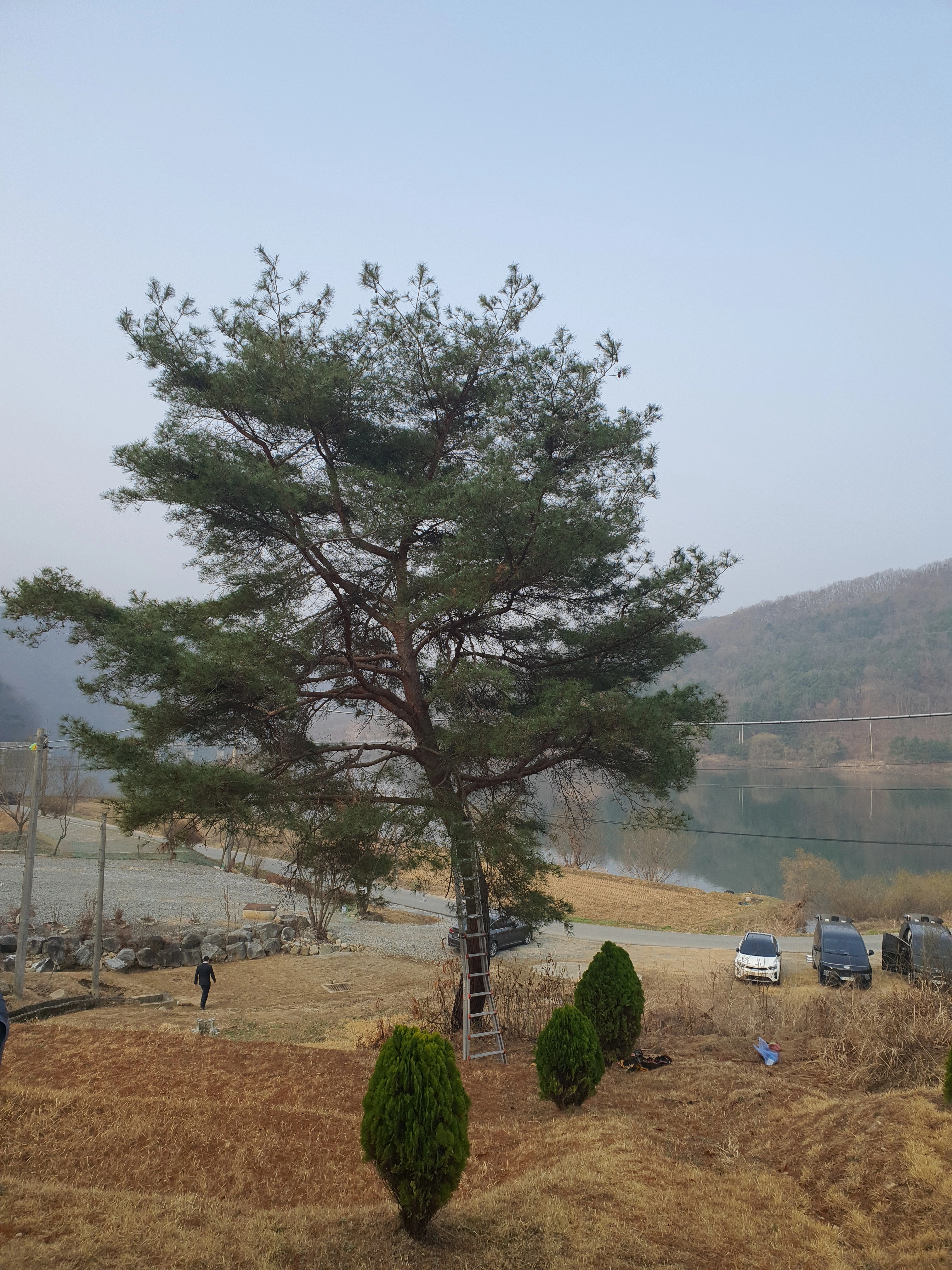 서울 강남 청담동 위험목 — 기울어진 고사목 제거 전 현장