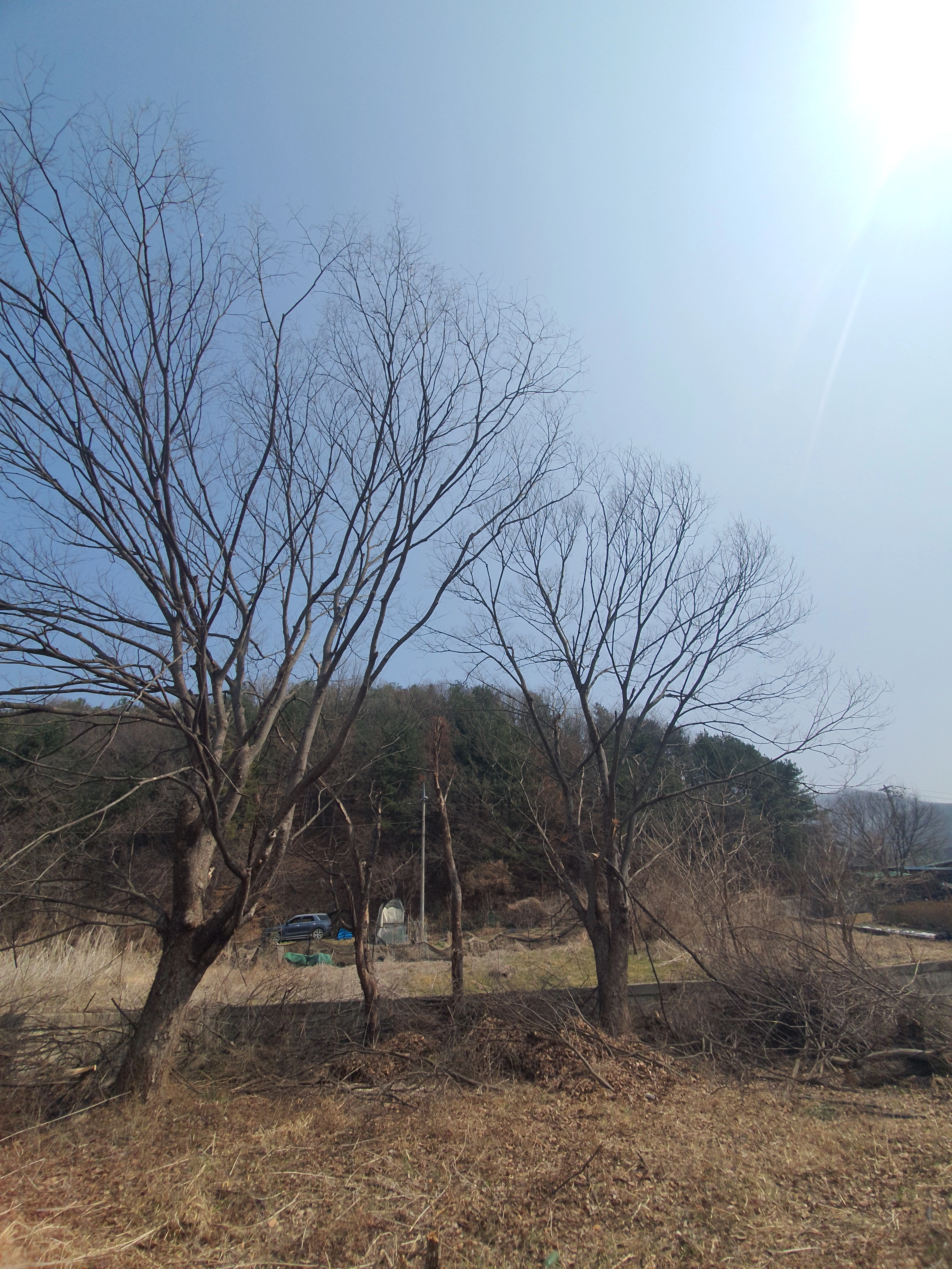 서울 강남 삼성동 수목 관리 — 가지가 과하게 성장한 시공 전 상태